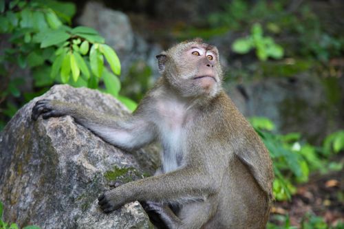 monkey macaque thailand