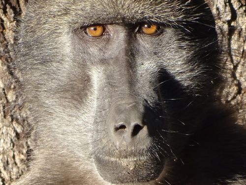 monkey grey baboon