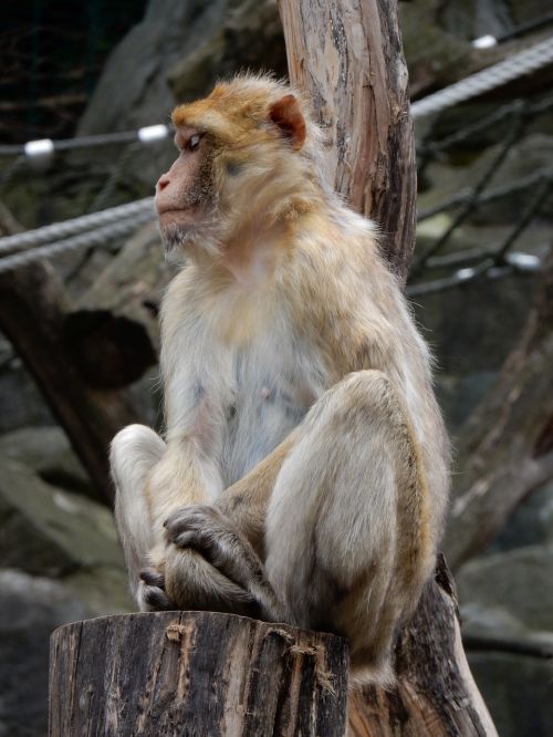 monkey äffchen zoo