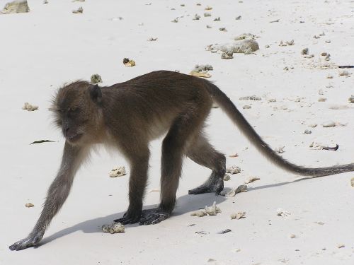 monkey beach wild