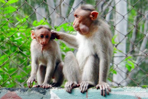 monkey chitradurga visit