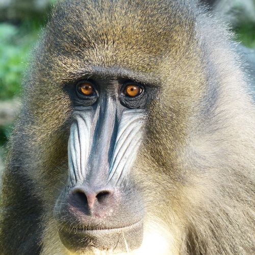 monkey mandrill animal portrait