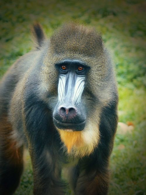 monkey mandrill zoo