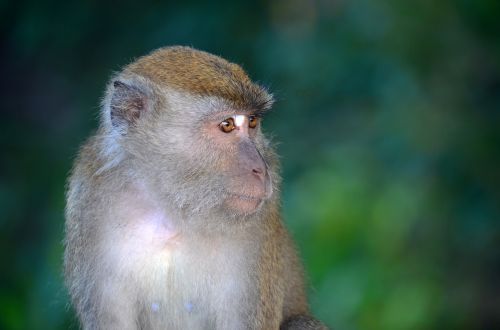 monkey portrait animal