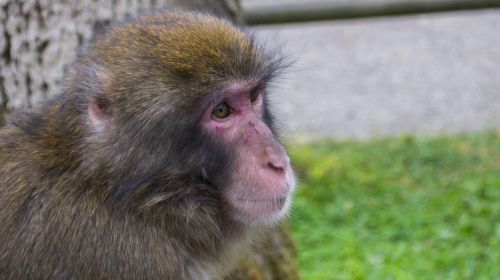 monkey portrait wild