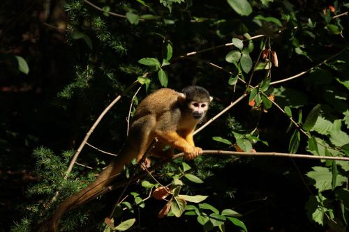 monkey forest zoo