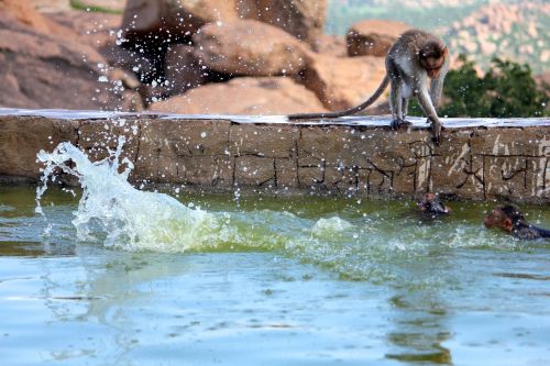 monkey water play