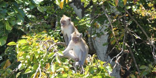 monkey tree nature