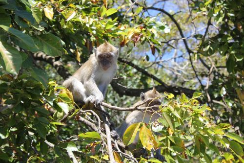 monkey tree nature