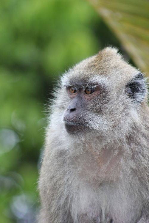 monkey portrait nature