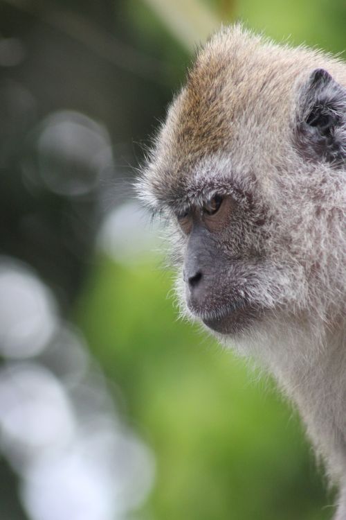 monkey portrait nature