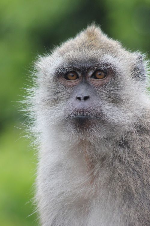 monkey portrait nature