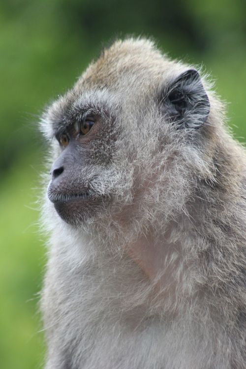 monkey portrait nature