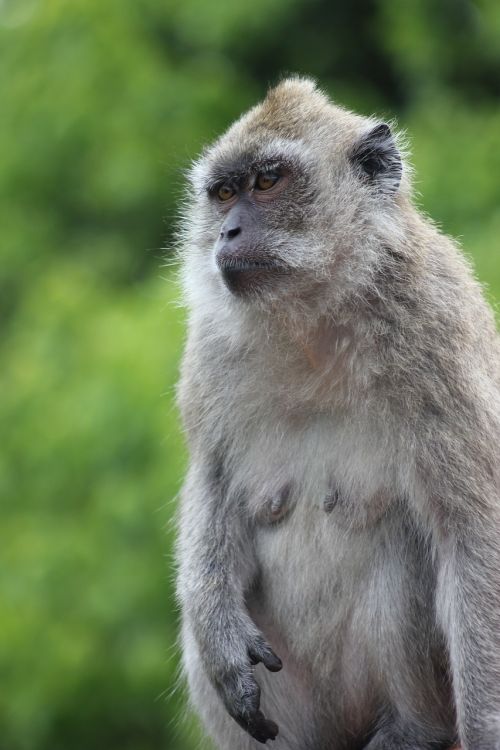 monkey portrait nature