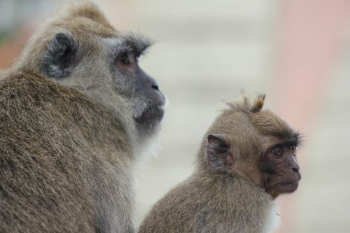 monkey portrait nature