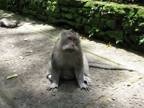 monkey bali ubud