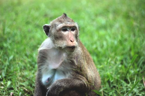monkey portrait cambodia