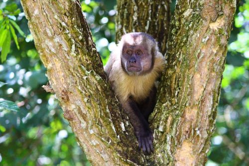 monkey capuchin monkey primate