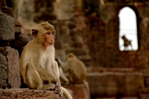 monkey lopburi thailand