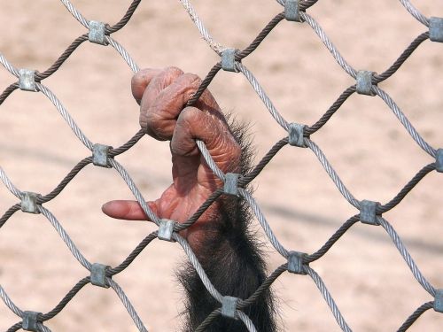 monkey chimpanzee bondage