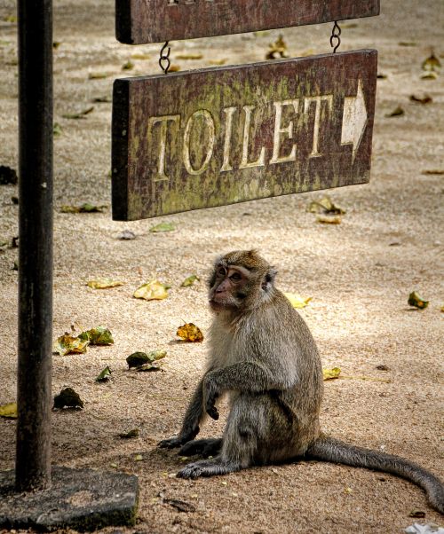 monkey thailand makake