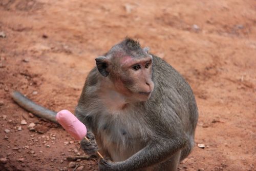 monkey tourism ice cream