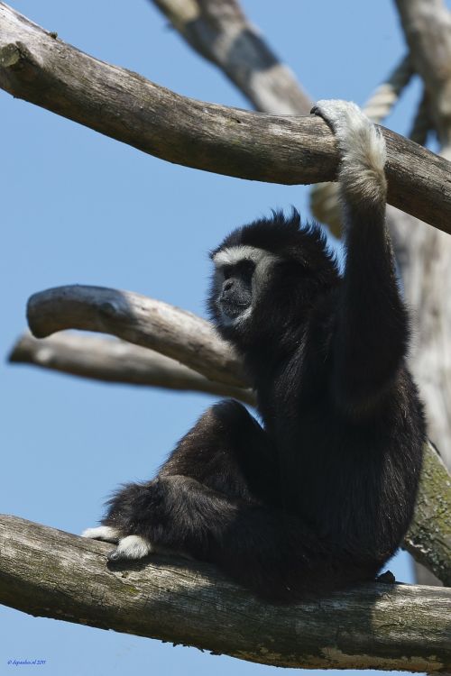 monkey zoo nature