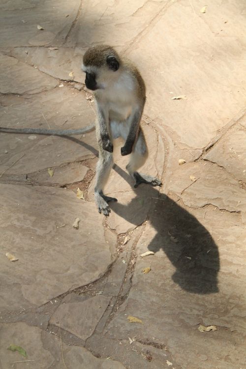 monkey africa kenia