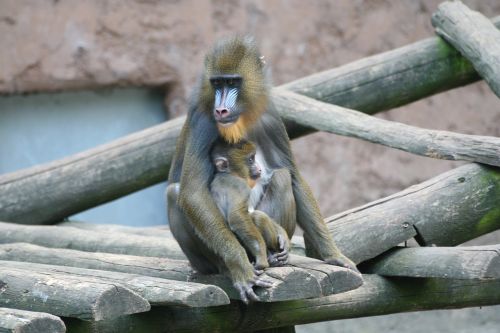 monkey zoo animal world