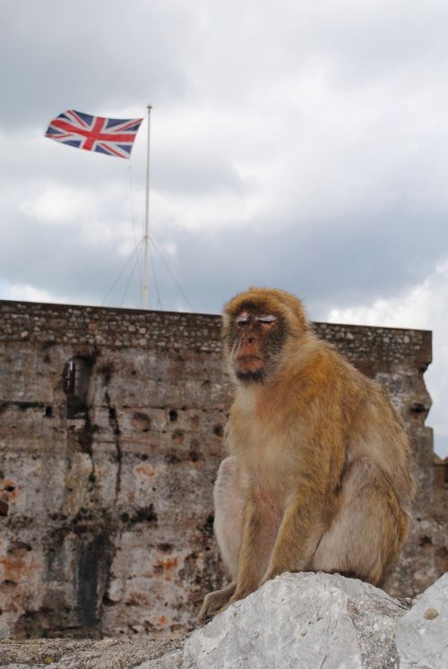 monkey gibraltar spain