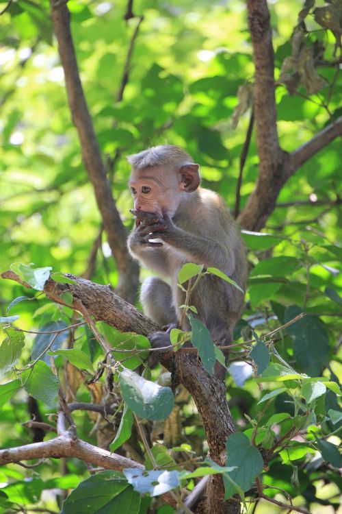 monkey makake cute