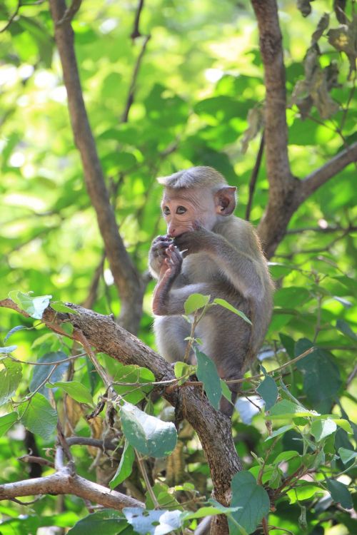 monkey makake cute