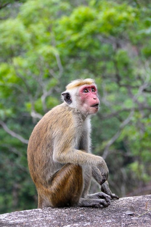 monkey makake sri lanka