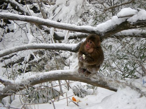 monkey snow winter