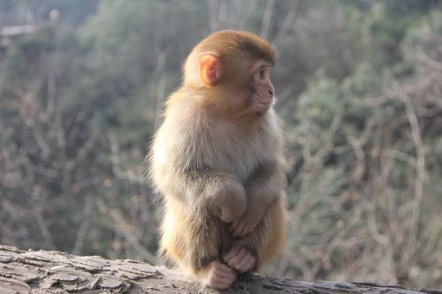 monkey zhangjiajie animal