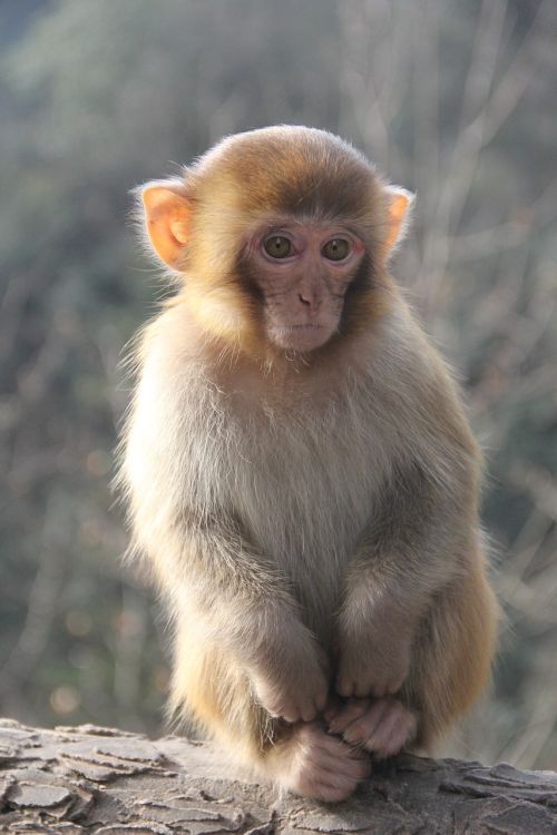 monkey zhangjiajie animal