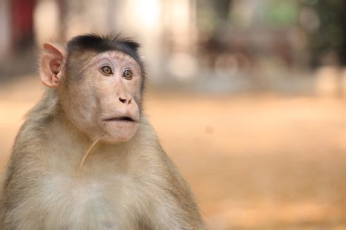 monkey animals ravitabh photography