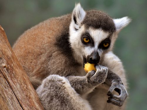 monkey lemur cute