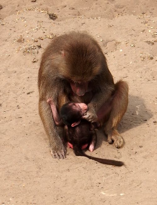 monkey mother monkey child monkey