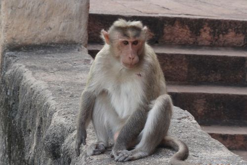 monkey zoo habitat