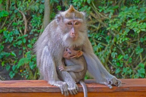 monkey indonesia wild