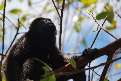 monkey sky nature