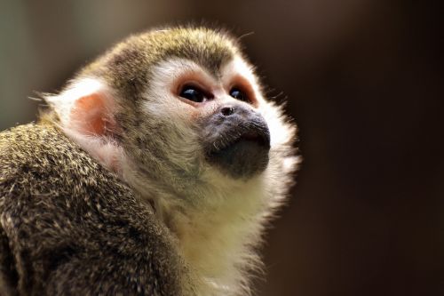 monkey äffchen cute