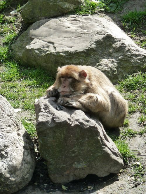 monkey stone zoo