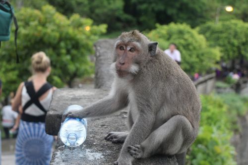 monkey bali indonesia