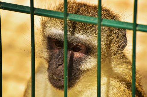 monkey primate cage