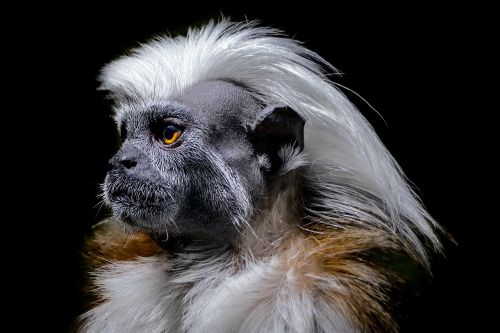 monkey portrait zoo