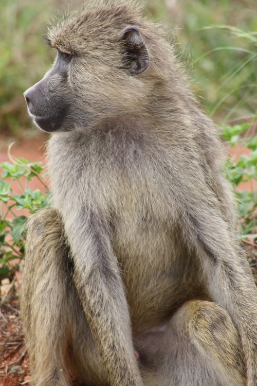 monkey africa safari