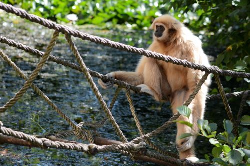monkey zoo rest