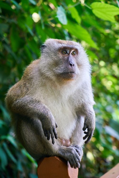 monkey animal malaysia